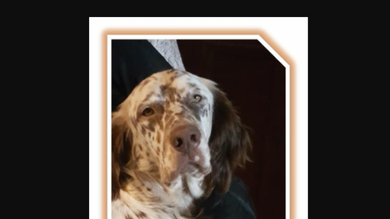 Chien volé...