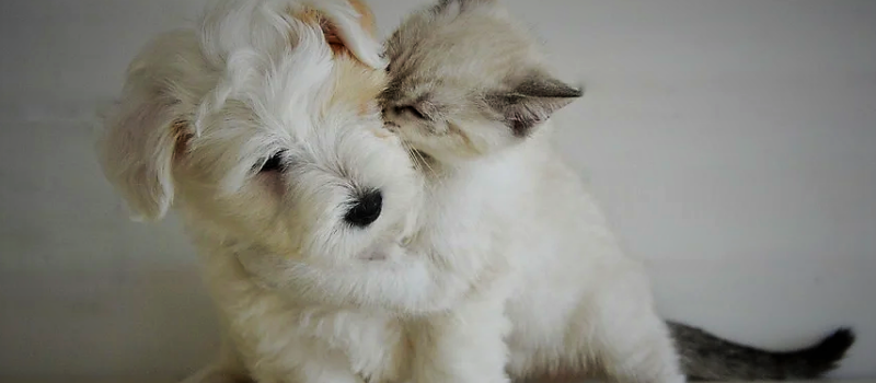 Noël, fête de famille pour nos animaux aussi 