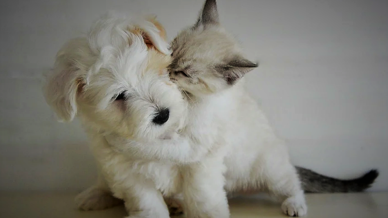 Noël, fête de famille pour nos animaux aussi 