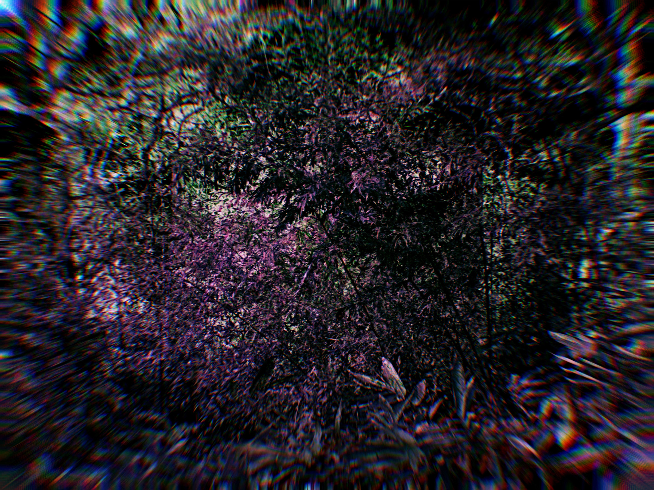 Thomas Cartron, Ruins (throught the eyes of Acteon), 2020
Photographie argentique, impressions UV sur plaque de verre et miroir, 50 x 70 cm