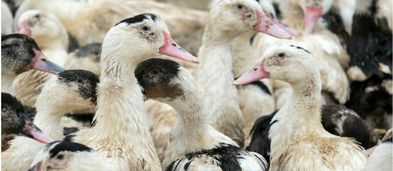 Deuxième cas de grippe aviaire confirmé dans les Landes