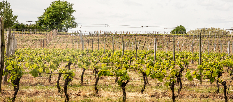 Prévention des risques lors des travaux d’hiver dans le vignoble gersois 