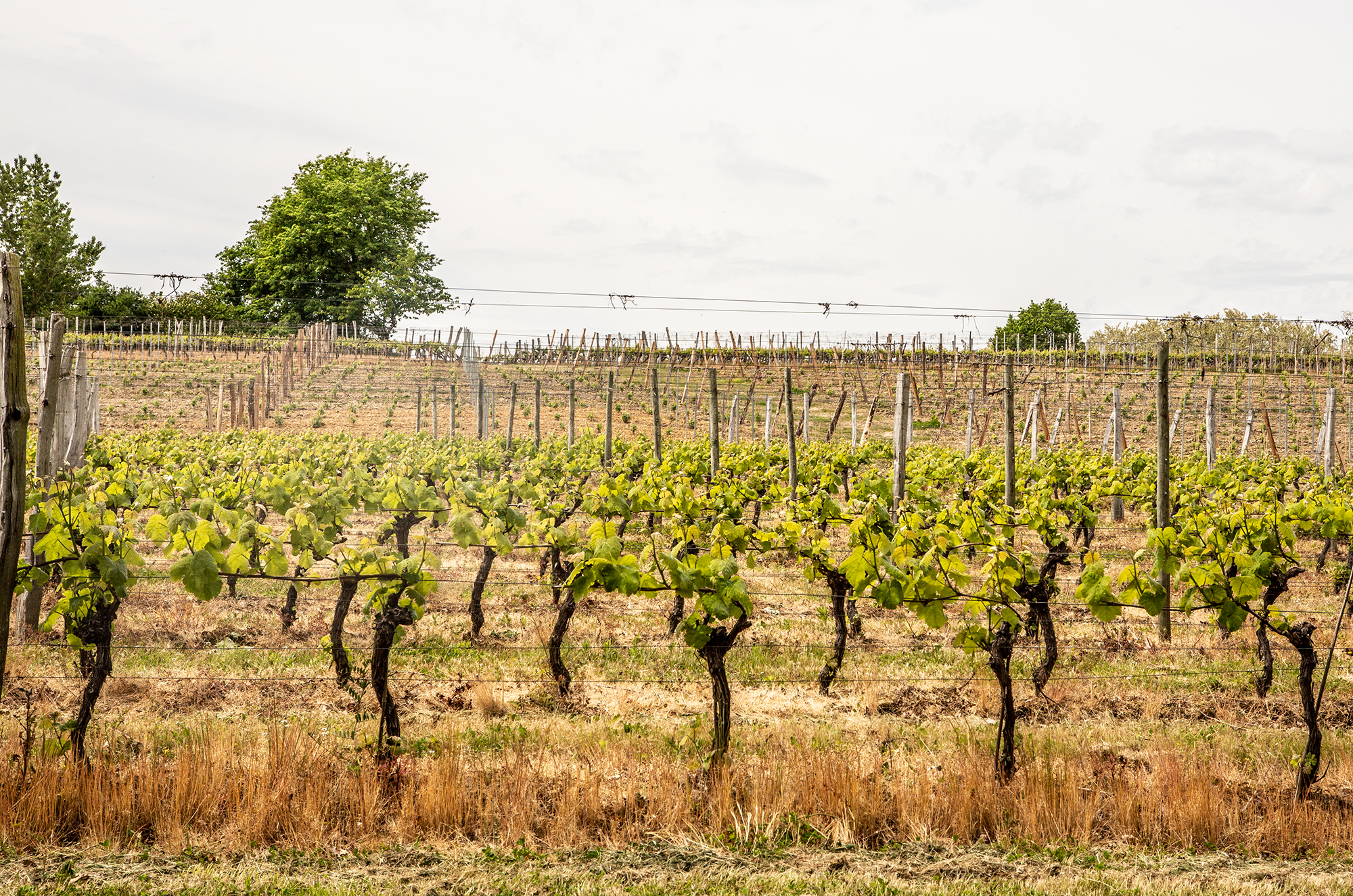 Vignes à Sabazan  - Mai 2019 - Photo Roland Houdaille