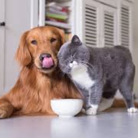 chiens et chats.jpg