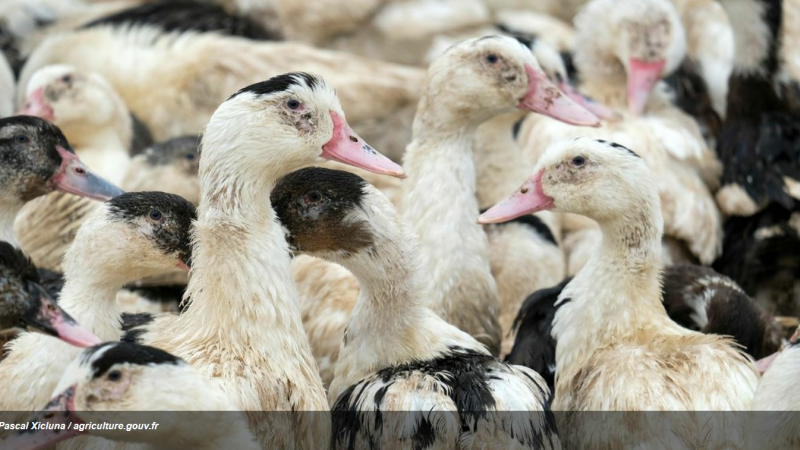 Influenza aviaire situation sous contrôle