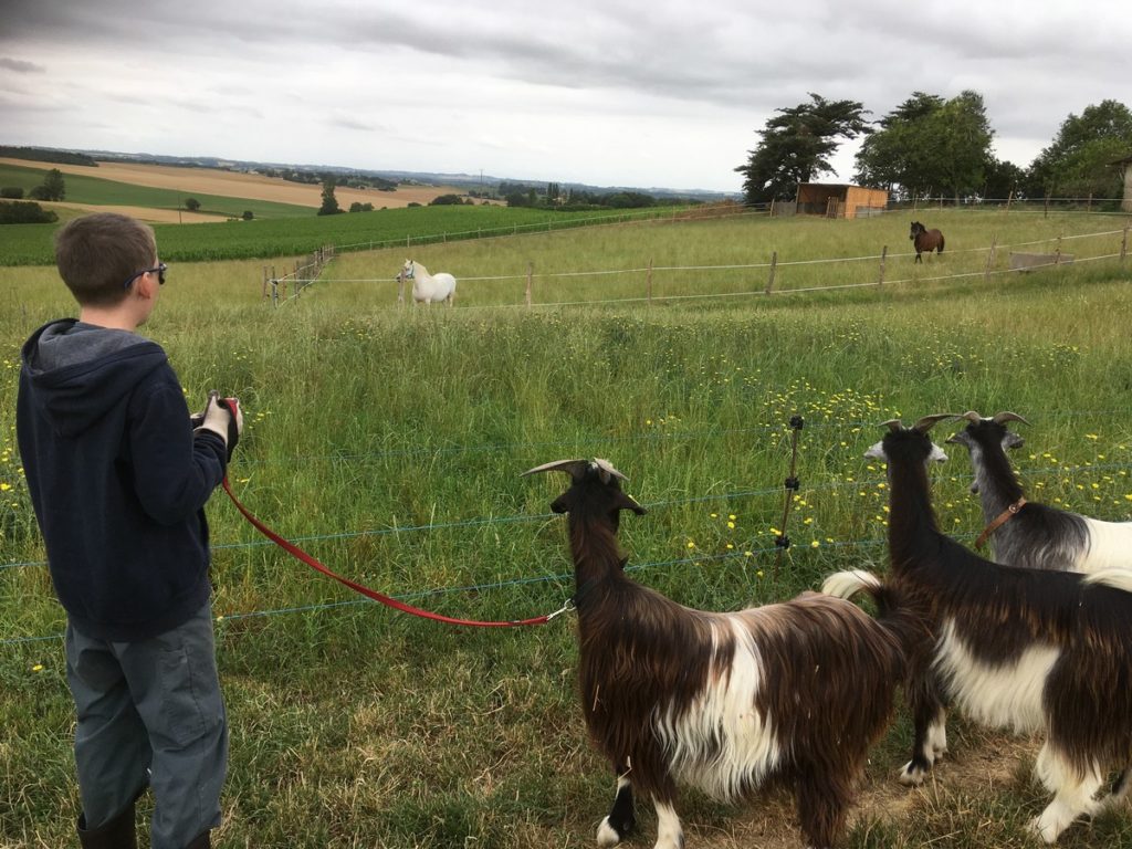 Médiation animale : les enfants progressent en autonomie grâce à la présence des animaux - Photos "Support Terre et Vie"