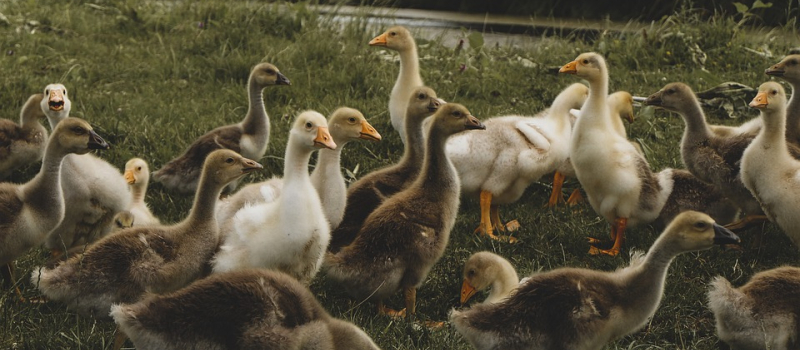 Influenza aviaire hautement pathogène