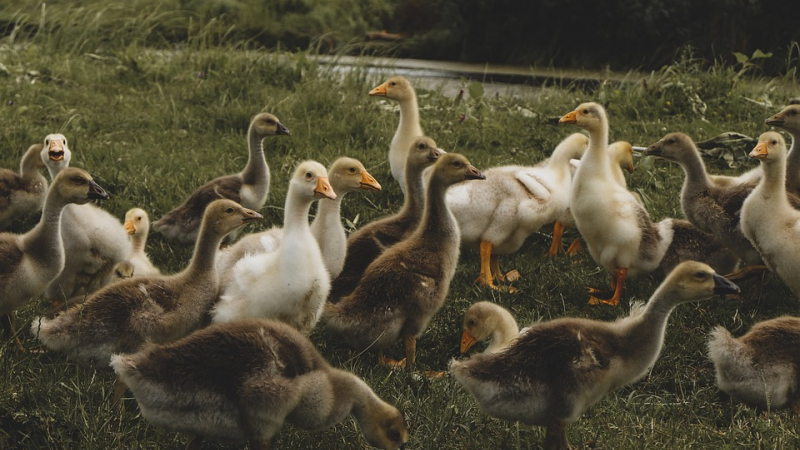 Influenza aviaire hautement pathogène