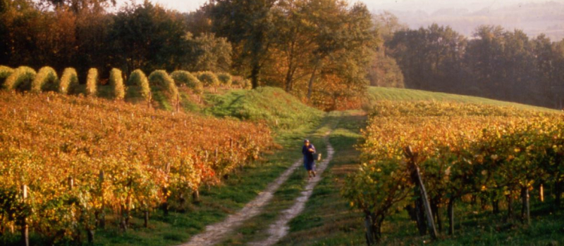Les vins des Côtes de Gascogne reconnus au niveau mondial 
