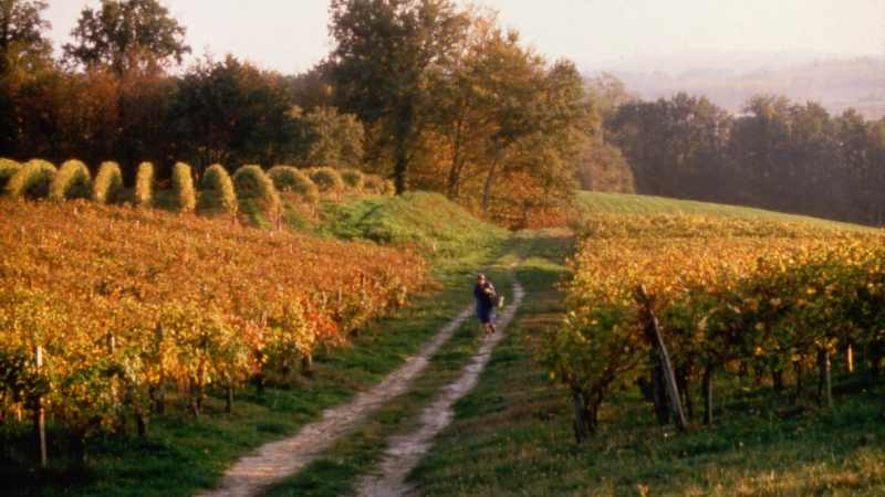 Les vins des Côtes de Gascogne reconnus au niveau mondial 