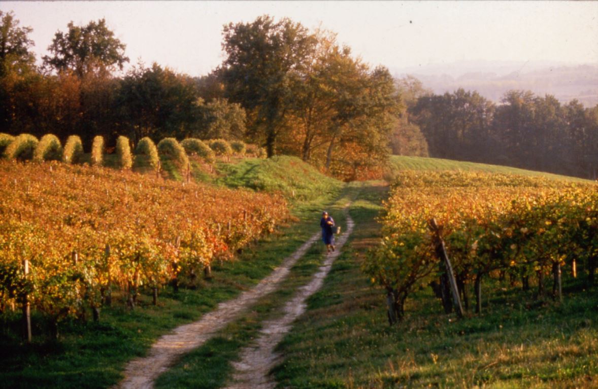 Le vignoble en automne - Photo CVG