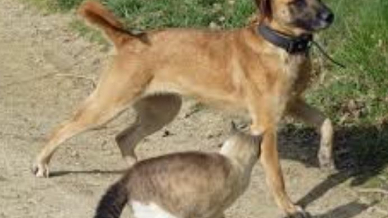 Lutter contre l’abandon des animaux de compagnie