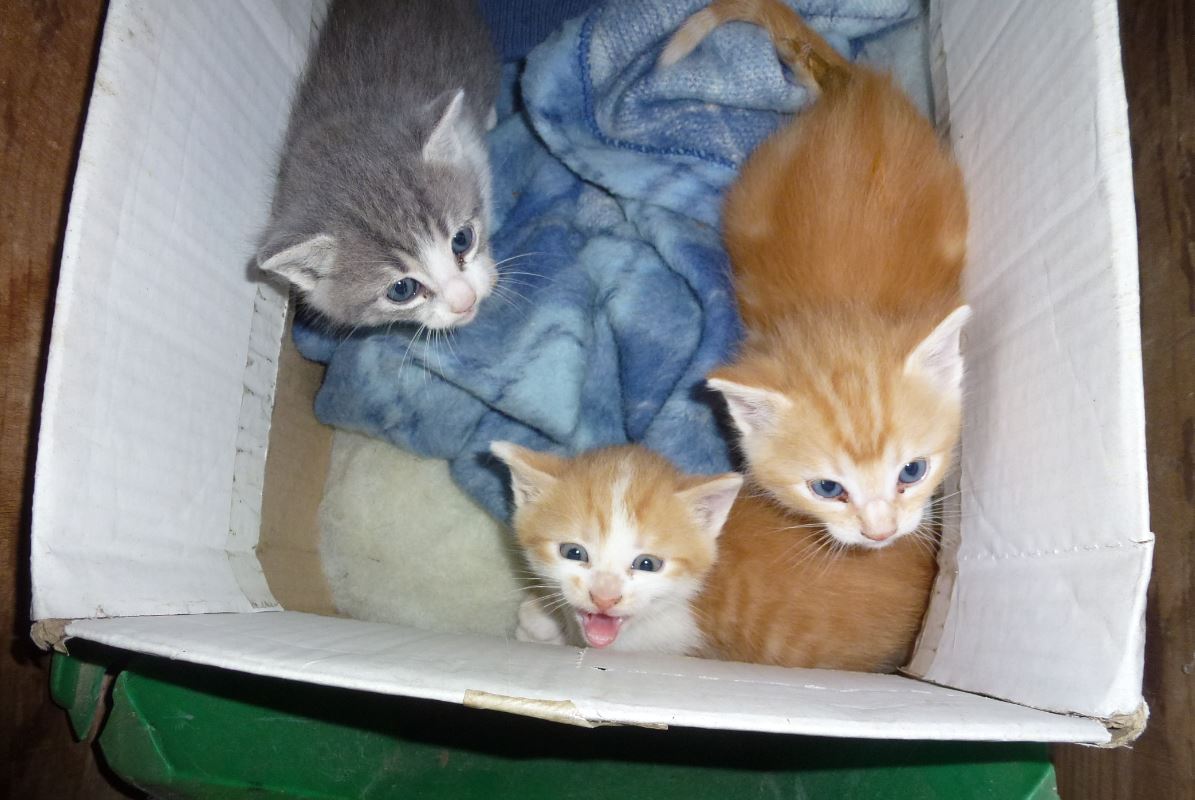 Quels noms pour ces chatons ?