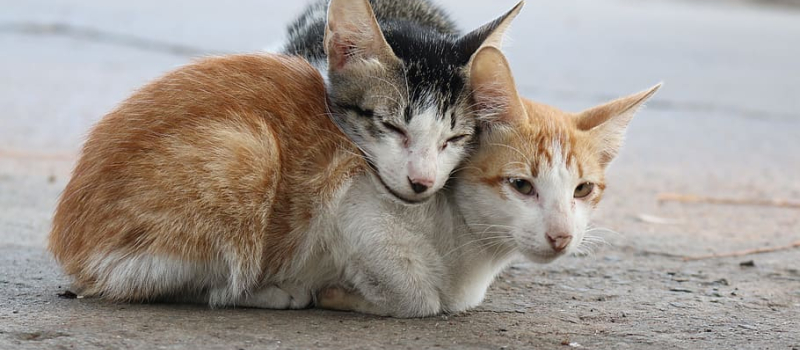 La stérilisation des animaux : un acte de protection