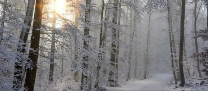 L’informe à Tics, la fée, la sorcière et la neige  qui ne tombe pas.
