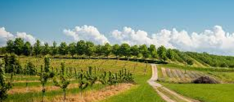 Agroforesterie : Des formations sur le terrain ou via le net	