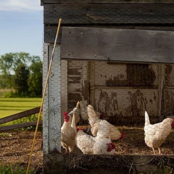 poules poulets.JPG