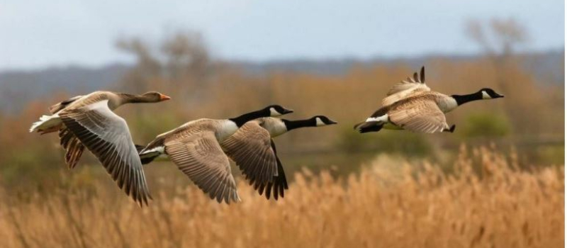 Grippe aviaire, " Enfin une décision de bon sens" selon la Fédération de chasseurs