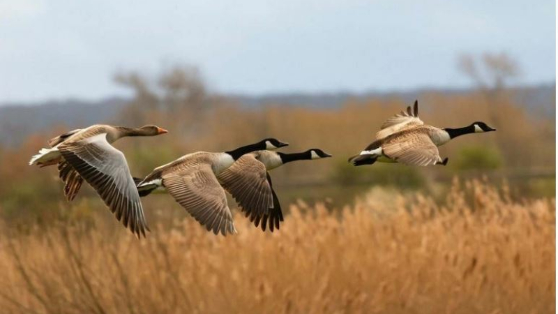 Grippe aviaire, " Enfin une décision de bon sens" selon la Fédération de chasseurs