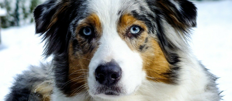 Une année record pour les chiens !