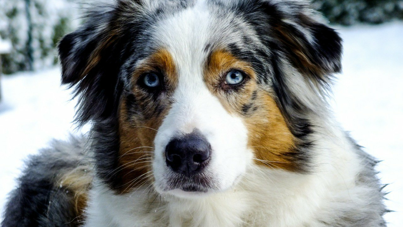Une année record pour les chiens !