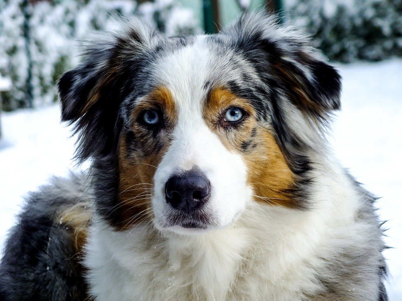 Un berger australien
