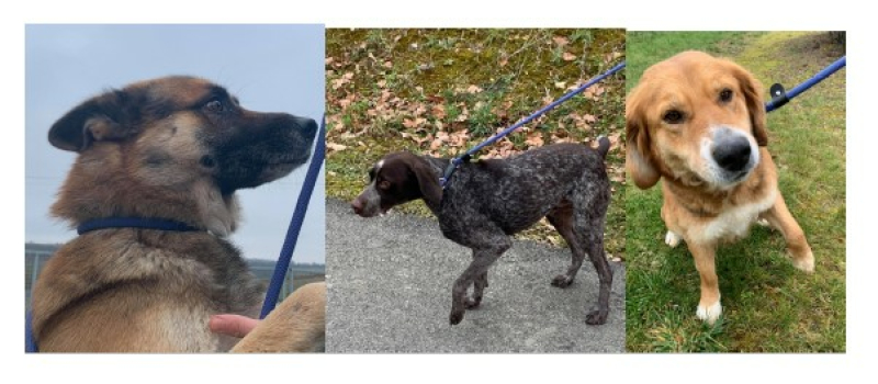 Les animaux de la semaine !