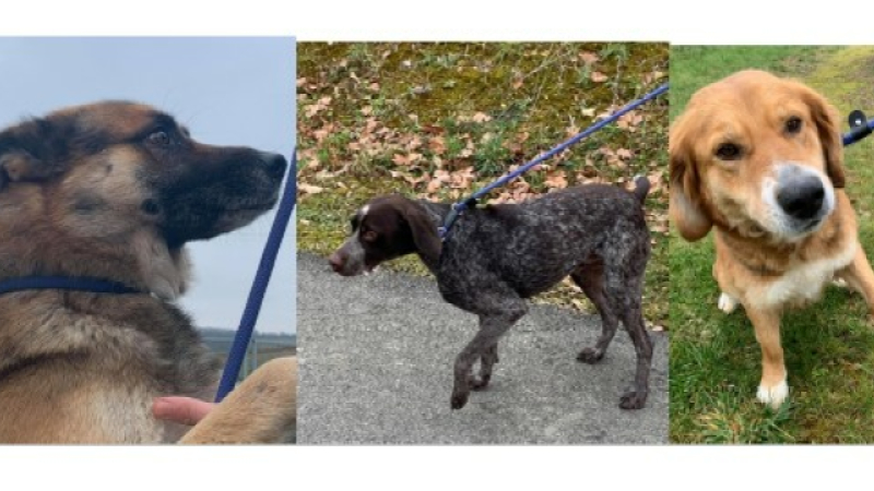 Les animaux de la semaine !