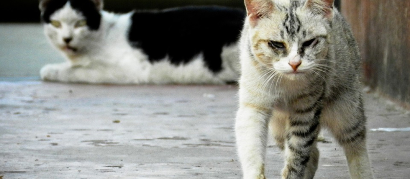 Lutter contre la prolifération des chats en ville