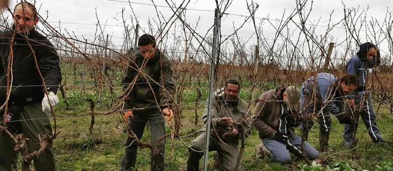 C'est le moment de tailler la vigne