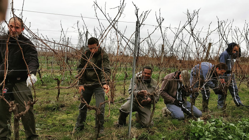 C'est le moment de tailler la vigne