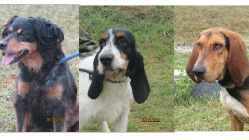 Les animaux de la semaine !