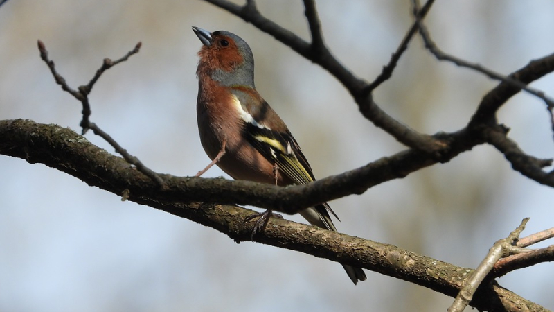 Tous à votre poste d'observation !