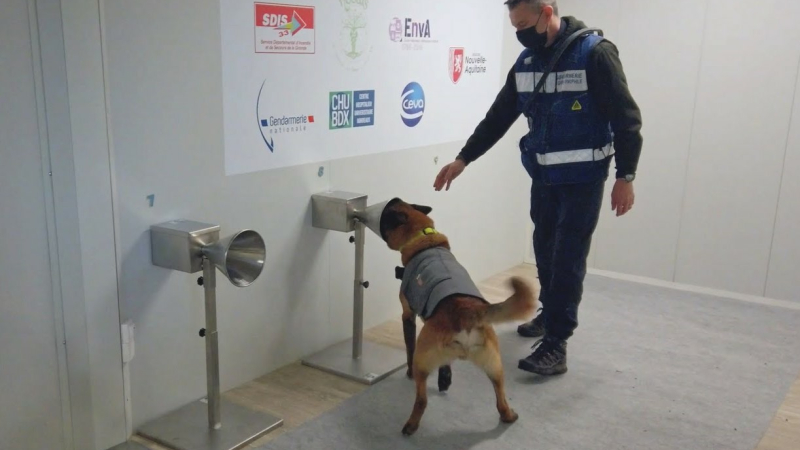 Des chiens renifleurs pour traquer le covid