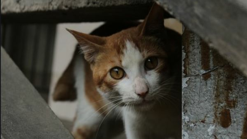 Stérilisation des chats errants 