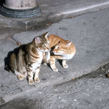 cat turkey-istanbul-cats.jpg