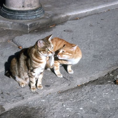cat turkey-istanbul-cats.jpg