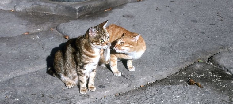 cat turkey-istanbul-cats.jpg