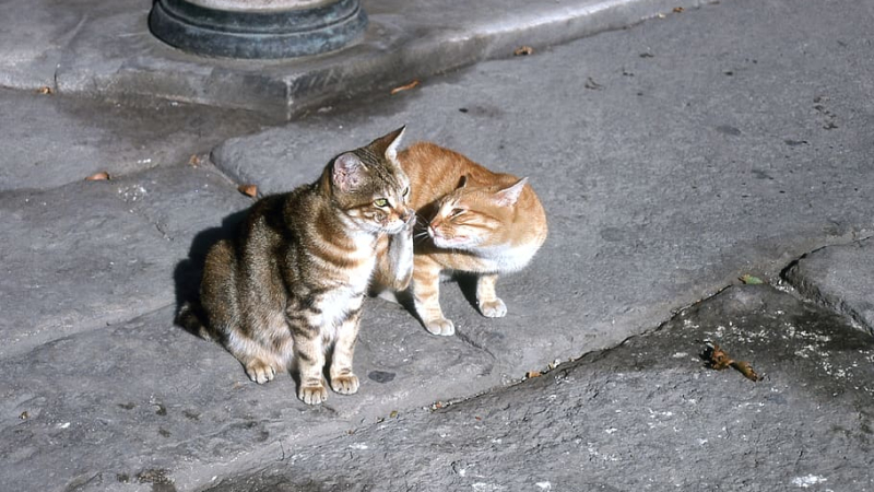 Un acte de protection