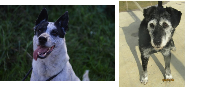 Loustic et Oleg sont les chiens de la semaine !