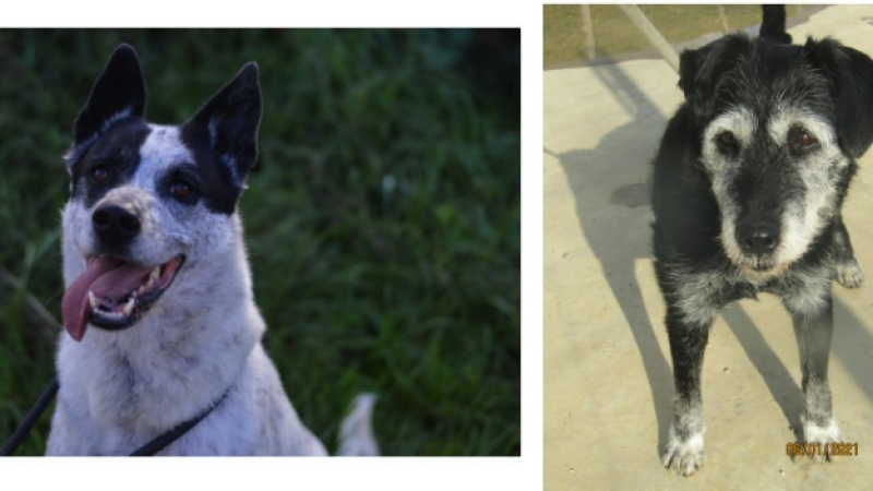 Loustic et Oleg sont les chiens de la semaine !