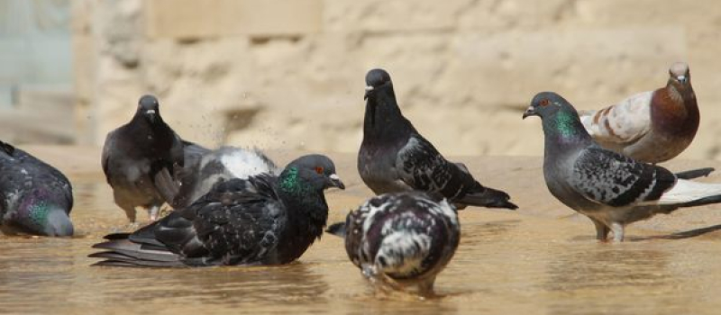 Régulation des pigeons