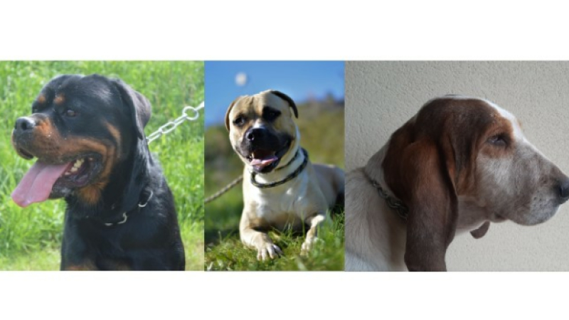 A l'honneur cette semaine : Odin, Pompelup et Juliette !