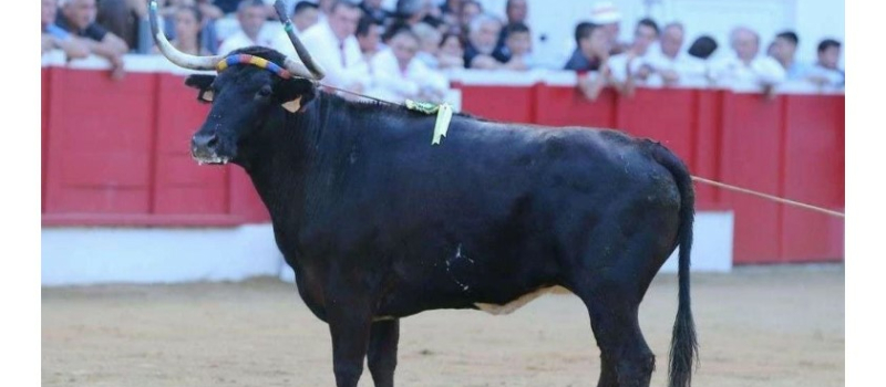 Ganaderia Deyris: «la reine Ibiza s’en est allée»