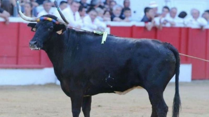 Ganaderia Deyris: «la reine Ibiza s’en est allée»
