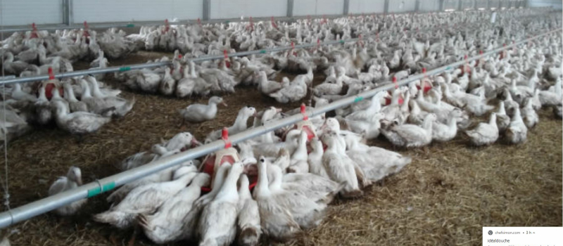 Grippe aviaire  56 foyers détectés,  96 communes en zone règlementée