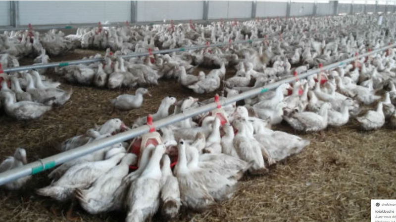 Grippe aviaire  56 foyers détectés,  96 communes en zone règlementée