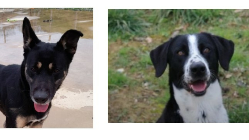 Asko et Loukas à l'honneur cette semaine !