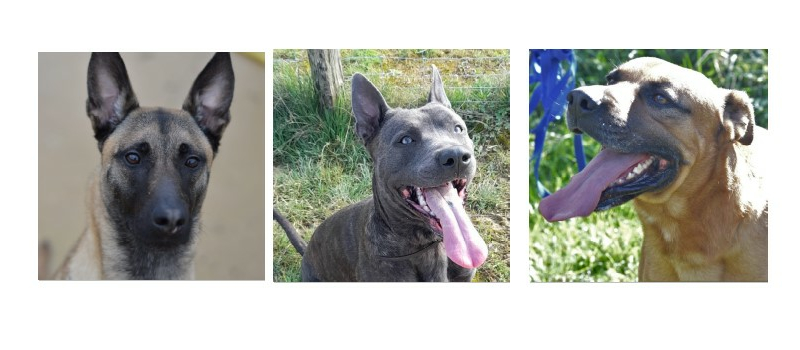 Palinka, Tyson et Tibs vous font les yeux doux cette semaine !