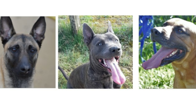 Palinka, Tyson et Tibs vous font les yeux doux cette semaine !